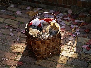 年仅40岁《超越善恶2》创意总监英年早逝