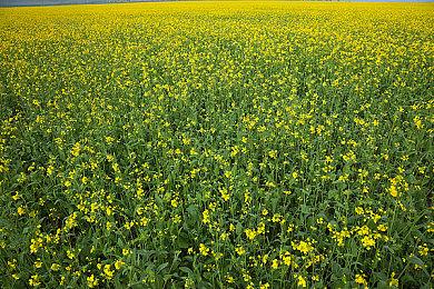 《无垠之心》开发商已从PQube手中拿回游戏发行权